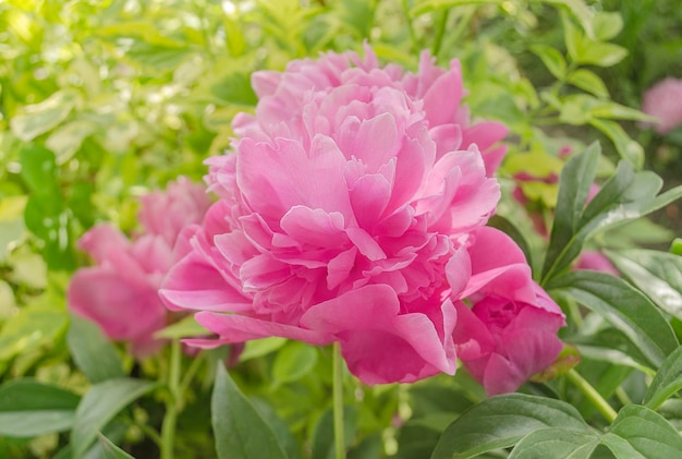 Rosa hermosa peonía floreciendo