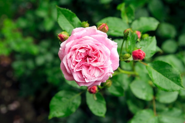 Rosa hermosa del rosa en jardín después de la lluvia.