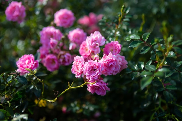 Rosa hermosa del rosa en la rosaleda en verano en un jardín.