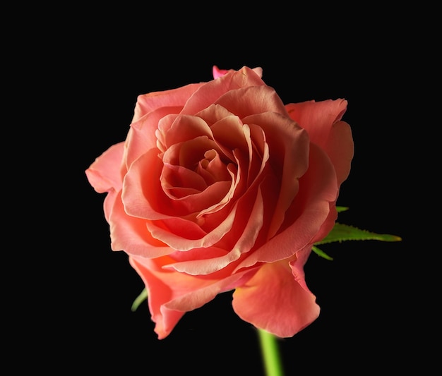 La rosa Un hermoso capullo de rosa roja sobre fondo negro