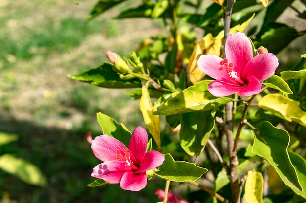 Rosa Hibiscus syriacus Blume im Garten.