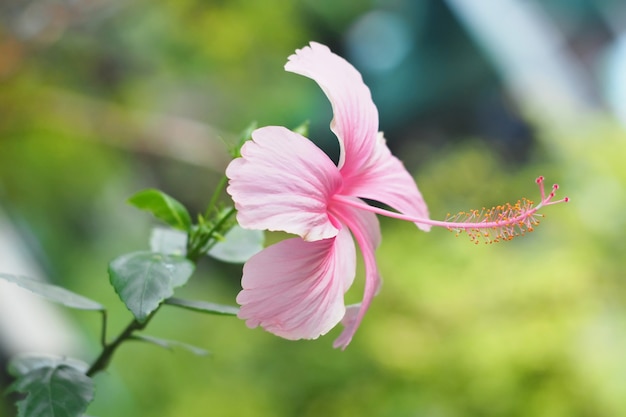 Foto rosa hibiscusblume natürlich im hintergrund