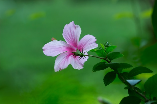 Rosa Hibiskus-Blume