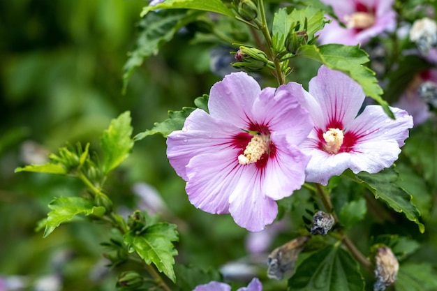 Rosa Hibiskus mit Regentropfen auf den Büschen im Garten