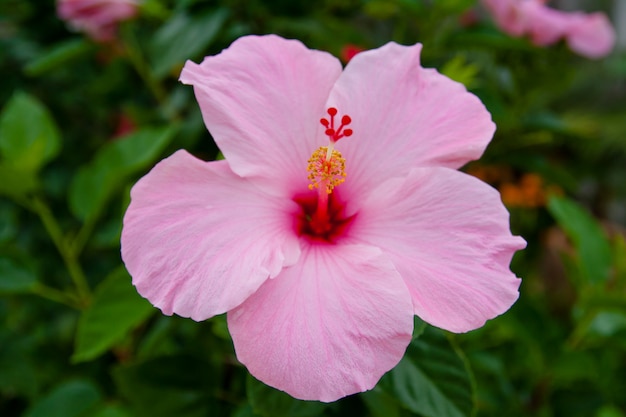 Rosa Hibiskus