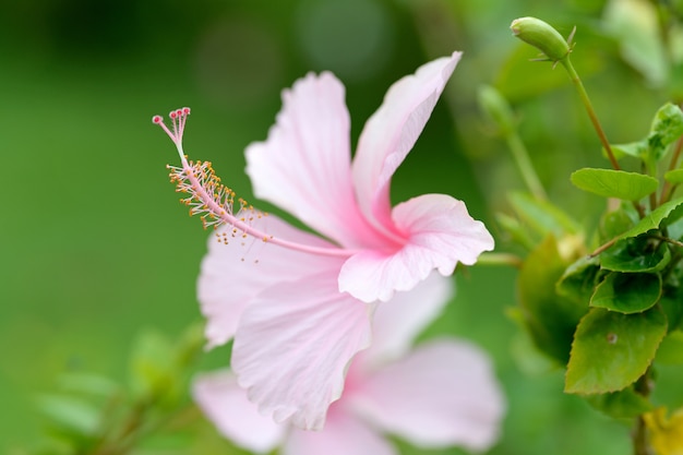 Rosa Hibiskus