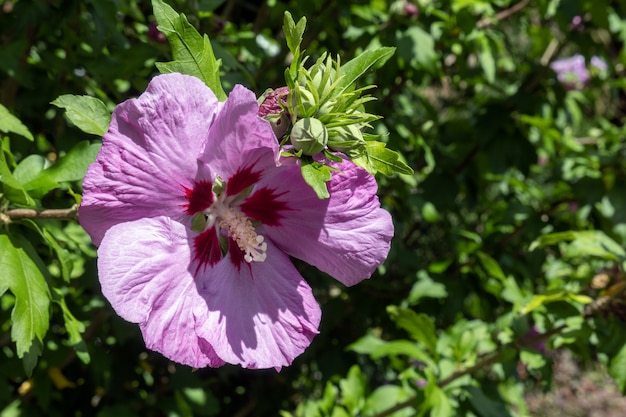 Rosa Hibiskusblüte in East Grinstead