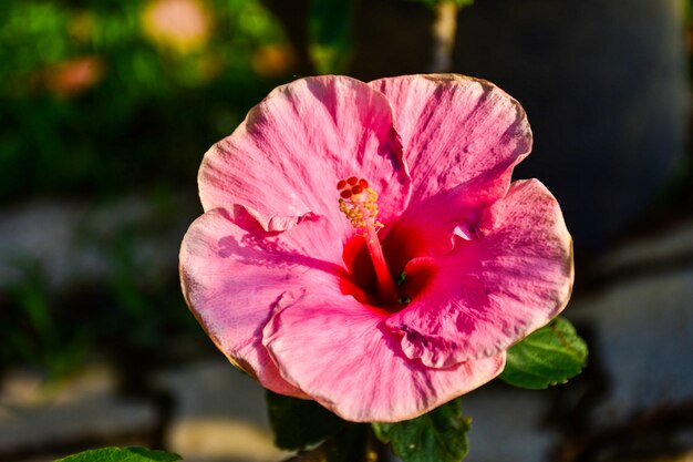 Rosa Hibiskusblüte.