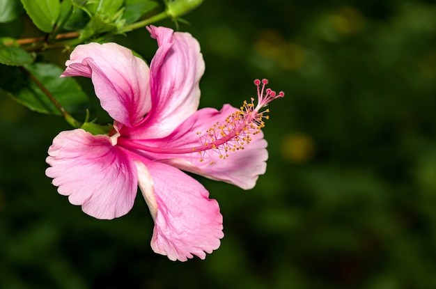 Rosa Hibiskusblüten