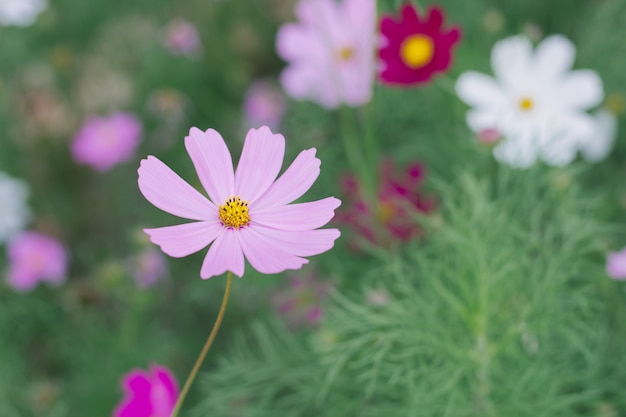 Rosa Hintergrund der Kosmosblume (Kosmos Bipinnatus)