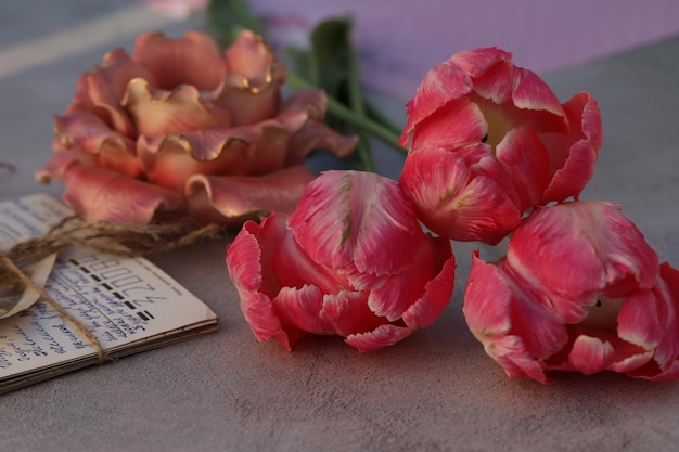 rosa hintergrund mit frühlingsrosa tulpen