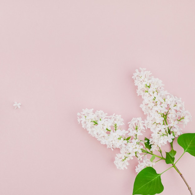 Rosa Hintergrund mit weißen lila Blumen