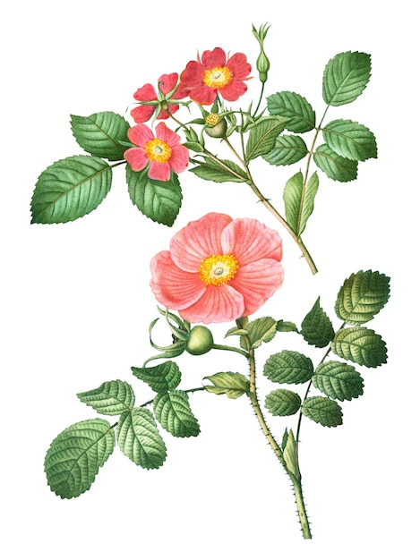 Rosa de hojas rojas y planta de rosa japonesa transparente png