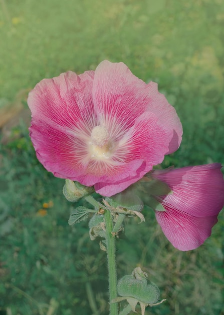 Rosa Hollyhock oder Althaea rosea Blumenblüten