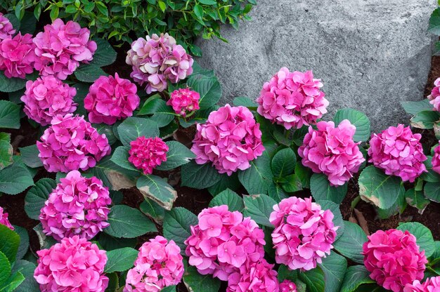 Rosa Hortensie im Garten