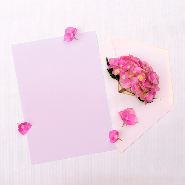 Rosa Hortensie in einem Umschlag auf weißem Hintergrund. Grußkarte mit Platz für Design.