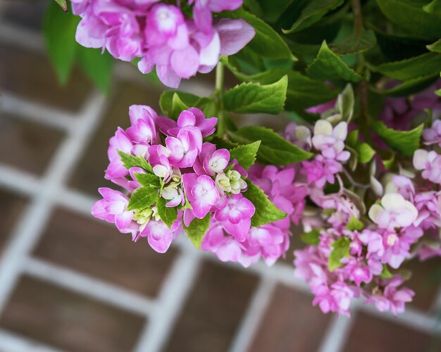 Foto rosa hortensieblumen.