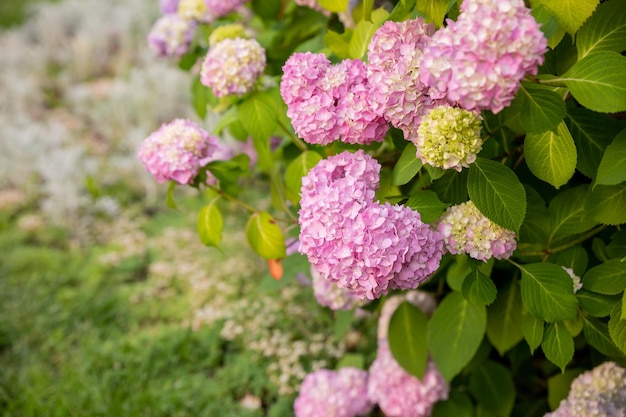 Rosa Hortensienmakrophylla oder Hortensienstrauch in voller Blüte in einem Blumentopf mit frischen grünen Blättern in einem Garten an einem sonnigen Sommertag. Blühende Hortensie