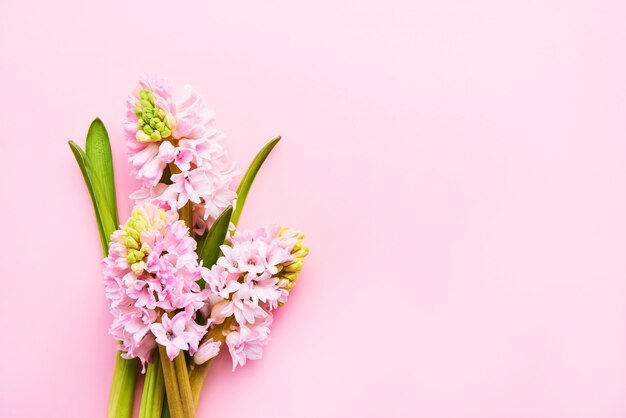 Rosa Hyazinthenblumenstrauß auf einer rosa Wand. Draufsicht, Platz für Text kopieren