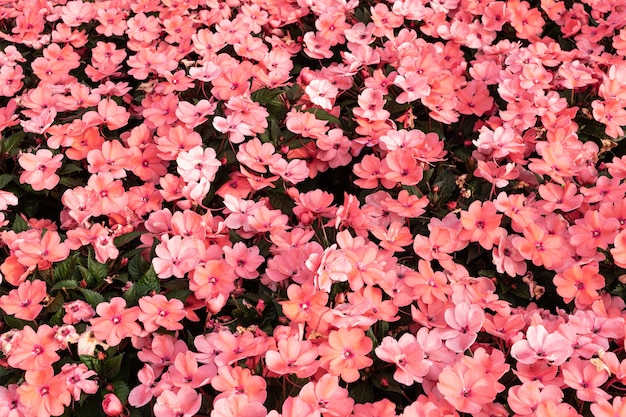 Rosa Impatiens walleriana Hintergrund. Beschäftigte Lizzie Blumen. Blumenhintergrund