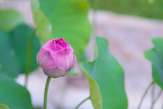 Rosa indische Lotosblume mit grüner Blattszene