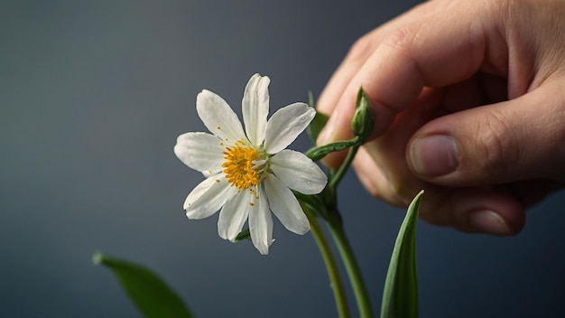 La rosa inglesa artística