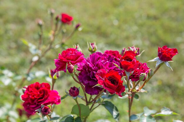 Rosa inglesa florescendo no jardim em um dia ensolarado