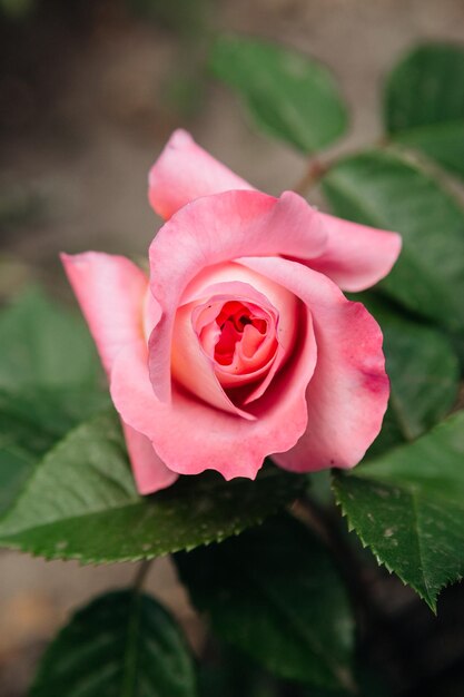 Foto rosa inglesa con hermosos pétalos macro