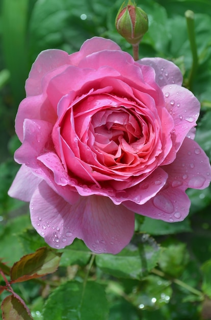Rosa inglesa en el jardín. Rosa inglesa en el jardín de primavera.