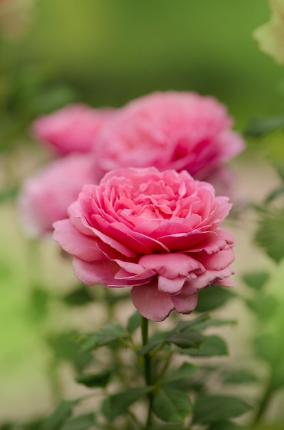 Rosa inglesa no jardim Rosa inglesa no jardim de verão