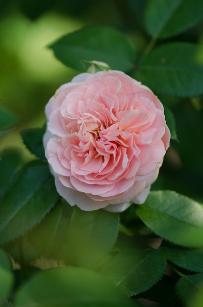 Rosa inglesa no jardim Rosa inglesa no jardim de verão