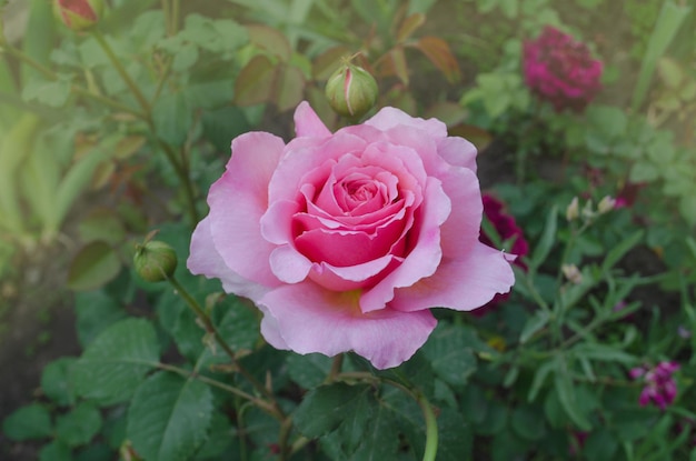 Rosa inglesa no jardim rosa inglesa no jardim de verão