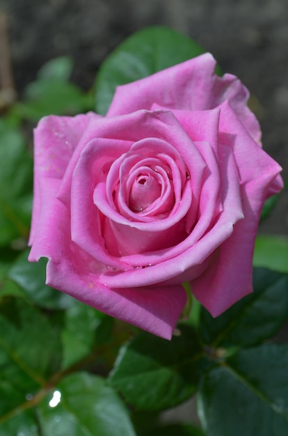 Rosa inglesa no jardim Rosa inglesa princesa Alexandra de Kent