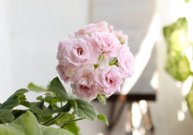 Rosa Innenpelargonienblume. Geranien blühen.