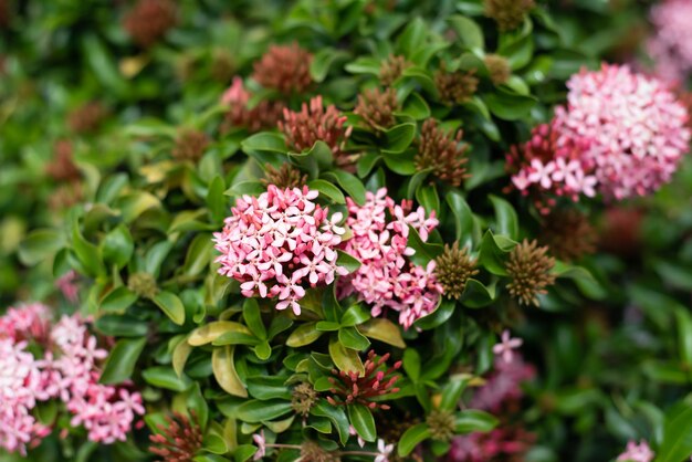 Rosa Ixora-Blume der westindische Jasmin, der in Nha Trang Vietnam wächst