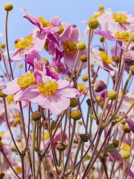 Rosa japanische Anemonenblumen in der Blüte.