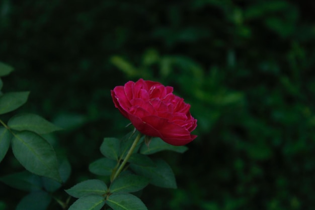 Foto una rosa en el jardín de la casa.