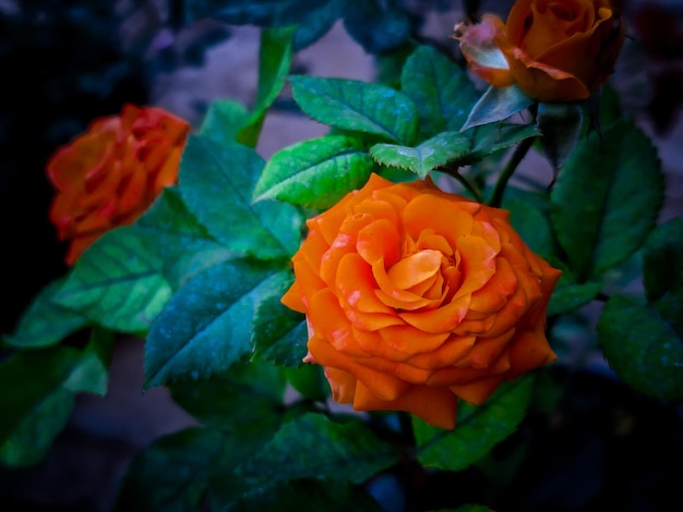 La rosa de jardín de naranja