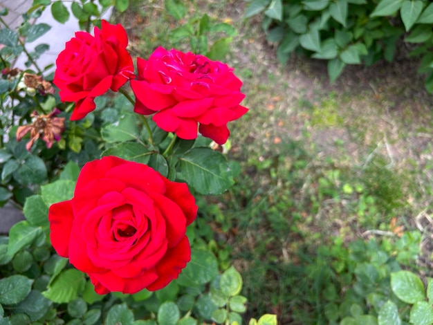 Rosa en el jardín rosa roja con hojas verdes Fondo rosa