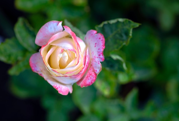 Rosa en el jardín por la tarde cerrar