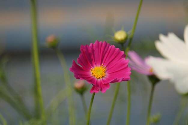 Foto una rosa en el jardín