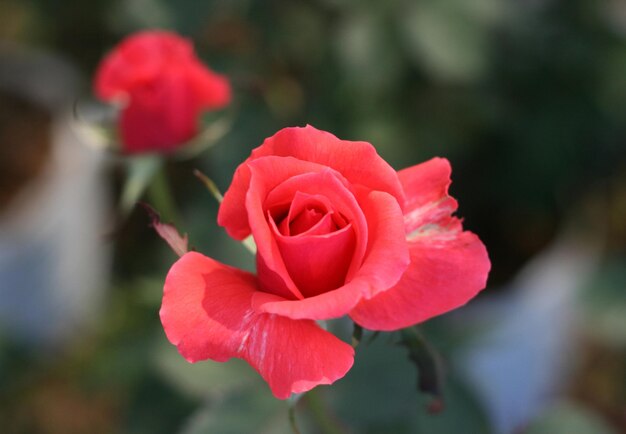 una rosa en un jardín