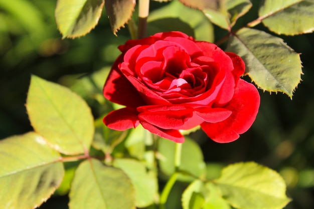 Rosa en el jardín