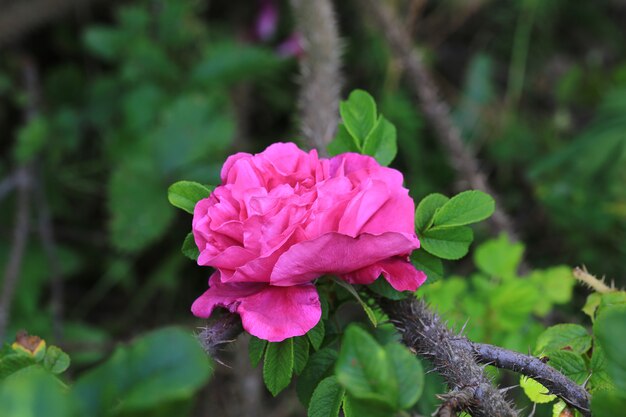 Rosa en el jardín