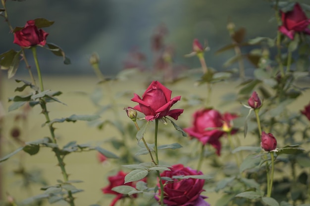 Foto una rosa en un jardín