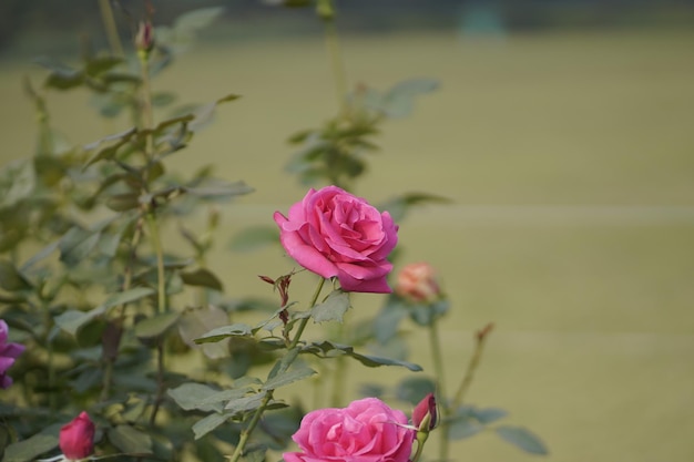 Foto una rosa en un jardín