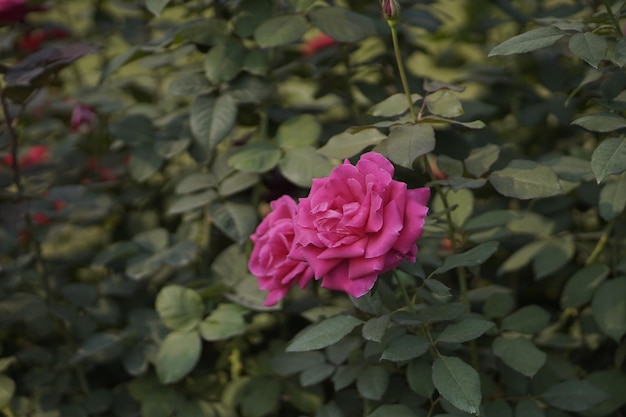 Foto una rosa en un jardín