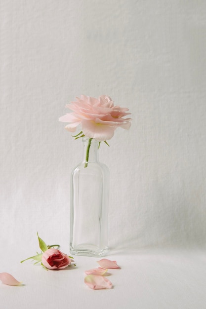 Rosa en un jarrón de botella sobre un fondo blanco