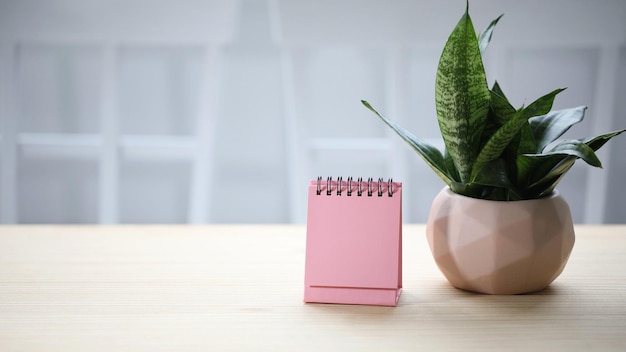 Rosa Kalender und Schlangenpflanze auf dem Tisch