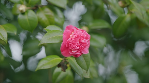 Rosa Kamelie in Blüte Frühlingsblüte Hybrid rosa Kamelie Sträucher Kamelie japonica